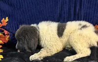 Blue Male, a male Newfoundland for sale in Aurora, IN – 4 of 7