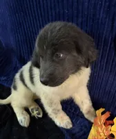 Purple Female, a female Newfoundland for sale in Aurora, IN – 5 of 8