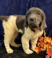 Dark Pink Female, a female Newfoundland for sale in Aurora, IN – 1 of 7
