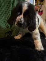 Green collar male, a male Newfoundland for sale in Aurora, IN – Photo 1 of 3