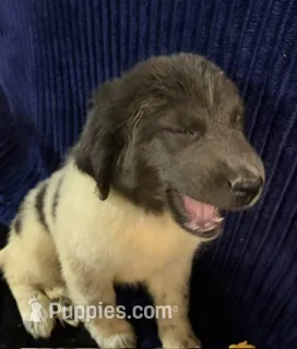 Purple Female – Newfoundland puppy for sale in Aurora, IN
