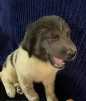 Purple Female, a female Newfoundland for sale in Aurora, IN – 1 of 8
