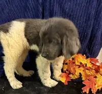 Dark Pink Female, a female Newfoundland for sale in Aurora, IN – 3 of 7