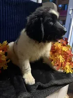 Rainbow Male, a male Newfoundland for sale in Aurora, IN – 6 of 8