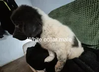 White collar male, a male Newfoundland for sale in Aurora, IN – Photo 4 of 8