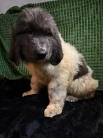 White collar male, a male Newfoundland for sale in Aurora, IN – Photo 2 of 3