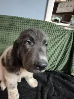 White collar male, a male Newfoundland for sale in Aurora, IN – Photo 6 of 8