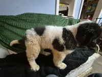 White collar male, a male Newfoundland for sale in Aurora, IN – Photo 8 of 8