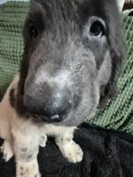 White collar male, a male Newfoundland for sale in Aurora, IN – Photo 7 of 8