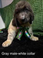 White collar male, a male Newfoundland for sale in Aurora, IN – Photo 1 of 3