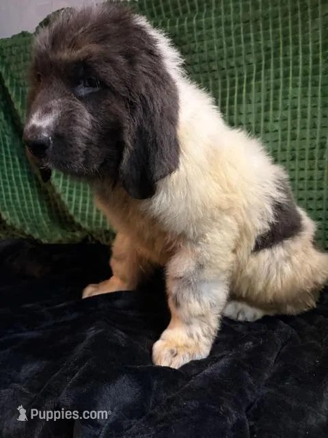 White collar male – Newfoundland puppy for sale in Aurora, IN