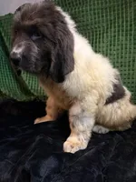 White collar male, a male Newfoundland for sale in Aurora, IN – Photo 3 of 3