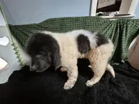 White collar male, a male Newfoundland for sale in Aurora, IN – Photo 5 of 8