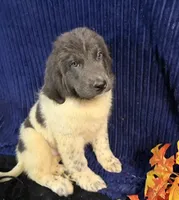 Purple Female, a female Newfoundland for sale in Aurora, IN – 8 of 8
