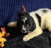 Multi Female, a female Newfoundland for sale in Aurora, IN – 6 of 8