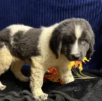 Light Pink Female, a female Newfoundland for sale in Aurora, IN – 1 of 5