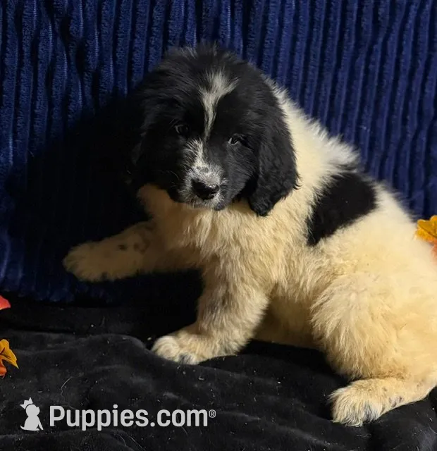 Multi Female, a female Newfoundland for sale in Aurora, IN – 1 of 8