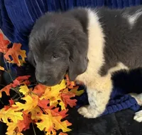 Dark Pink Female, a female Newfoundland for sale in Aurora, IN – 7 of 7