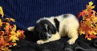 Multi Female, a female Newfoundland for sale in Aurora, IN – 2 of 8