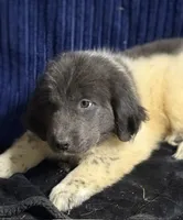 Purple Female, a female Newfoundland for sale in Aurora, IN – 3 of 8
