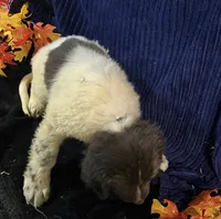 Blue Male, a male Newfoundland for sale in Aurora, IN – 3 of 7