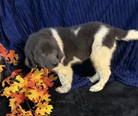 Dark Pink Female, a female Newfoundland for sale in Aurora, IN – 5 of 7
