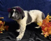 Light Pink Female, a female Newfoundland for sale in Aurora, IN – 3 of 5