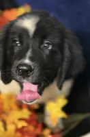 Rainbow Male, a male Newfoundland for sale in Aurora, IN – 4 of 8