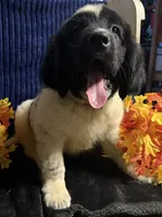 Rainbow Male, a male Newfoundland for sale in Aurora, IN – 3 of 8