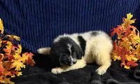 Multi Female, a female Newfoundland for sale in Aurora, IN – 5 of 8