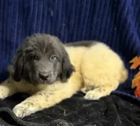 Purple Female, a female Newfoundland for sale in Aurora, IN – 6 of 8