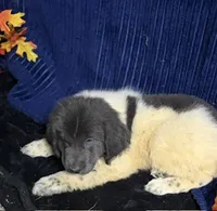 Purple Female, a female Newfoundland for sale in Aurora, IN – 7 of 8