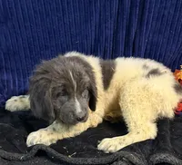 Blue Male, a male Newfoundland for sale in Aurora, IN – 5 of 7