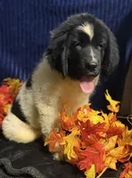 Rainbow Male, a male Newfoundland for sale in Aurora, IN – 1 of 8