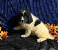 Multi Female, a female Newfoundland for sale in Aurora, IN – 7 of 8