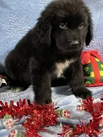 Male 2, a male Newfoundland for sale in Aurora, IN – Photo 6 of 7
