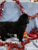 Male 2, a male Newfoundland for sale in Aurora, IN – Photo 3 of 7