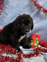 Male 2, a male Newfoundland for sale in Aurora, IN – Photo 1 of 7