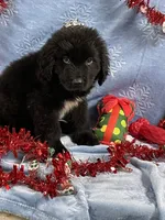 Male 2, a male Newfoundland for sale in Aurora, IN – Photo 4 of 7