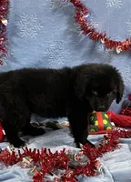 Male 2, a male Newfoundland for sale in Aurora, IN – Photo 5 of 7