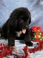 Male 2, a male Newfoundland for sale in Aurora, IN – Photo 7 of 7