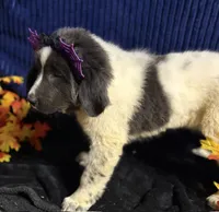 Light Pink Female, a female Newfoundland for sale in Aurora, IN – 4 of 5