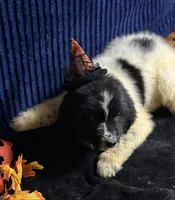 Multi Female, a female Newfoundland for sale in Aurora, IN – 4 of 8