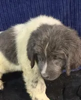 Blue Male, a male Newfoundland for sale in Aurora, IN – 2 of 7