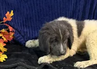 Blue Male, a male Newfoundland for sale in Aurora, IN – 7 of 7