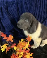 Dark Pink Female, a female Newfoundland for sale in Aurora, IN – 4 of 7