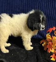 Multi Female, a female Newfoundland for sale in Aurora, IN – 8 of 8