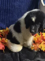 Rainbow Male, a male Newfoundland for sale in Aurora, IN – 5 of 8