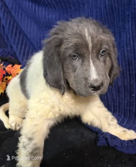 Blue Male – Newfoundland puppy for sale in Aurora, IN