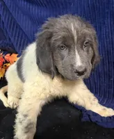 Blue Male, a male Newfoundland for sale in Aurora, IN – 1 of 7